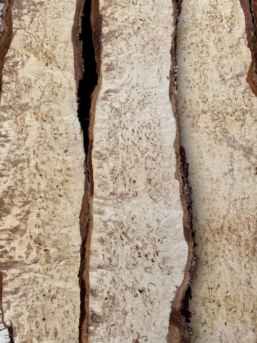 Close-up of dense curly birch figure on a freshly sawn face, the kind of density and evenness that sets the grade