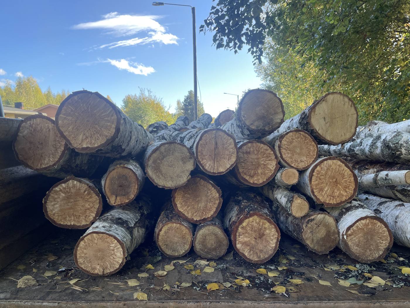 Pino koivutukkeja tienvarressa noutoa odottamassa